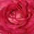 Rose-blanche - Rosiers floribunda - Daily Sketch